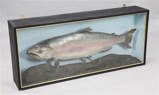 A taxidermic 52lb King Salmon caught by Margaret Debenham in Alaska 1994, 20 x 48in.